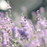 Potresite ga pod sivko in grmi bodo zacveteli kot še nikoli prej. potresite-ga-pod-sivko-in-grmi-bodo-zacveteli-kot-se.webp.webp