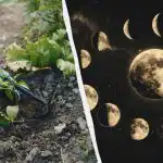 Pozabite na zelenjavni vrt v teh dneh v aprilu: natančen