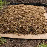 Pozabljena metoda spomladanskega zatiranja plevela brez izčrpavajočega pletja pozabljena-metoda-spomladanskega-zatiranja-plevela-brez-izcrpavajocega-pletja.png