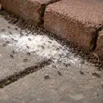 Preprost način, kako spomladi pozabiti na mravlje z navadno sodo bikarbono preprost-nacin-kako-spomladi-pozabiti-na-mravlje-z-navadno-sodo.png