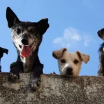 Presenečeni boste: koliko besed psi dejansko razumejo preseneceni-boste-koliko-besed-psi-dejansko-razumejo.webp.webp