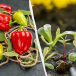 Pridelek 2 kg paprike iz ene same sadike: kaj posejati