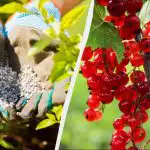 Ribez je treba gnojiti spomladi: le pest gnojila na grm. Ribez je treba gnojiti spomladi: le pest gnojila na grm.