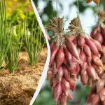 Roki so nujni: kdaj posejati drobnjak in kako pravilno pripraviti semena Roki so nujni: kdaj posejati drobnjak in kako pravilno pripraviti