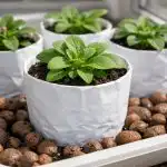 Sadike petundije se bodo nehale sušiti na soncu po eni preprosti spremembi režima sadike-petundije-se-bodo-nehale-susiti-na-soncu-po-eni.png