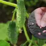 Samo ena skrivnost bo rešila pridelek: kdaj sejati kumare na prosto. Samo ena skrivnost bo rešila pridelek: kdaj sejati kumare na