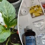 Semena bodo rasla hitreje: preprosta metoda brez dragih stimulansov