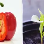 Semena bodo rasla hitreje: v kaj namočiti paradižnik, papriko in kumare pred sajenjem Semena bodo rasla hitreje: v kaj namočiti paradižnik, papriko in