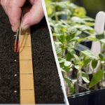 Setev paradižnika za sadike marca 2026: najboljši dnevi po luninem