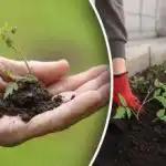 Setveni koledar za marec 2026: natančni datumi za setev in