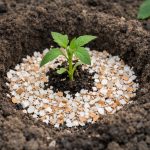 Školjka v luknji spremeni zakrnele sadike v močne grme skoljka-v-luknji-spremeni-zakrnele-sadike-v-mocne-grme.png