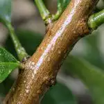 Skrivna metoda, kako spomladi rešiti svojo sobno limono pred ožigalkarji skrivna-metoda-kako-spomladi-resiti-svojo-sobno-limono-pred-ozigalkarji.png