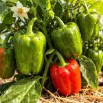 skrivnost-100-odstotnega-odmiranja-paprike-tudi-v-izjemno-vrocem-vremenu.png
