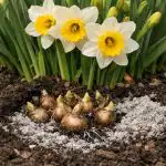 skrivnost-bujnega-cvetenja-narcis-ne-da-bi-vsako-leto-izkopali.png