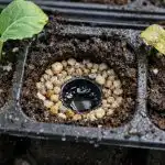 Skrivnost, kako doma rešiti sadike zelja pred nenadnim usihanjem skrivnost-kako-doma-resiti-sadike-zelja-pred-nenadnim-usihanjem.png