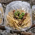 Skrivnost, kako rešiti grozdje pred povratno pozebo, ki bo rešila celoten pridelek skrivnost-kako-resiti-grozdje-pred-povratno-pozebo-ki-bo-resila.png