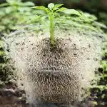 Skrivnost močnega stebla ali zakaj sadike paprike hranim v tesnem lončku skrivnost-mocnega-stebla-ali-zakaj-sadike-paprike-hranim-v-tesnem.png