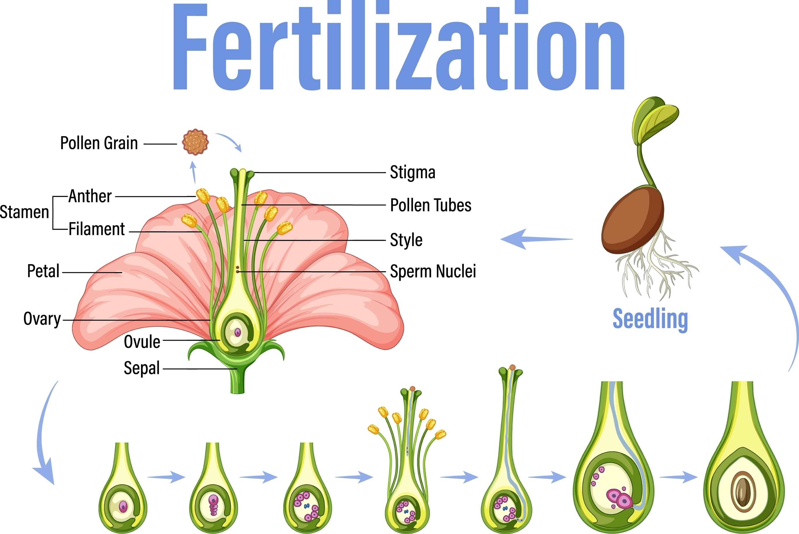 postopek gnojenja sadik, ne AI tạo