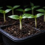 Skrivnost močnih sadik paprike v popolni temi ali kako gojiti močne grme brez dodatne svetlobe skrivnost-mocnih-sadik-paprike-v-popolni-temi-ali-kako-gojiti.png