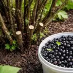 Skrivnost pridelka ribeza se skriva pod starimi vejami skrivnost-pridelka-ribeza-se-skriva-pod-starimi-vejami.png