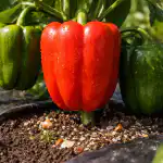skrivnost-tezkih-plodov-ali-zakaj-so-vase-paprike-rasle-majhne.png