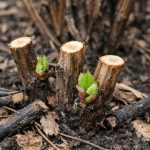 Skrivnost trojnega pridelka malin se skriva v enem samem spomladanskem postopku skrivnost-trojnega-pridelka-malin-se-skriva-v-enem-samem-spomladanskem.png