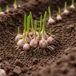 Skrivnost velikanskega česna iz zračnih semen, ko ga posadimo spomladi skrivnost-velikanskega-cesna-iz-zracnih-semen-ko-ga-posadimo-spomladi.png