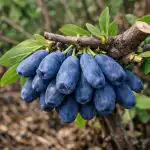 skrivnost-velikih-jagod-se-skriva-v-spomladanskem-obrezovanju-medovitih-rastlin.png