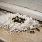 Soda bikarbona in kis proti mravljam spomladi ali kako rešiti hišo za drobiž brez kemikalij soda-bikarbona-in-kis-proti-mravljam-spomladi-ali-kako-resiti.png