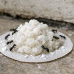 Soda bikarbona proti mravljam spomladi ali kako rešiti svoj dom za drobiž brez kemikalij soda-bikarbona-proti-mravljam-spomladi-ali-kako-resiti-svoj-dom.png