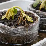 Šotna past uniči sadike kumar pred vašimi očmi sotna-past-unici-sadike-kumar-pred-vasimi-ocmi.png