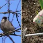 Spomladanska dela na vrtu: kaj je treba storiti po zimi