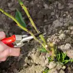 Spomladansko obrezovanje vrtnic spodbuja cvetenje: poleti cvetijo kot še nikoli