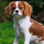 Sprehod se lahko spremeni v boleče kožno stanje vašega psa: kaj bi morali lastniki vedeti o tem sprehod-se-lahko-spremeni-v-bolece-kozno-stanje-vasega-psa.webp.webp