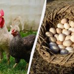 Strokovnjak je povedal, kaj dodati krmi za piščance marca: veliko ležijo in dnevno Strokovnjak je povedal, kaj dodati krmi za piščance marca: veliko