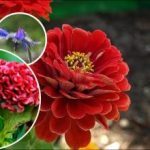 Svetle cvetlične grede v kratkem času: katere hitro rastoče rože