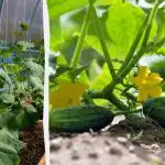 Te rastline bodo kumare zaščitile pred škodljivci in žgočim soncem: