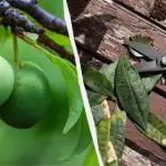 Tudi "stara" sliva bo obrodila vedra sadja: kako jo je