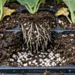 Umiranje sadik zelja: zakaj je "zadušitev" hujša od nezadostnega polnjenja in kako rešiti rastline umiranje-sadik-zelja-zakaj-je-zadusitev-hujsa-od-nezadostnega-polnjenja.png