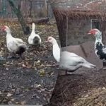 Več mesa in manj hrane: katere race je najbolj donosno gojiti Več mesa in manj hrane: katere race je najbolj donosno