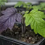 Vijolični listi paradižnika po enem preprostem ukrepu niso več težava vijolicni-listi-paradiznika-po-enem-preprostem-ukrepu-niso-vec-tezava.png