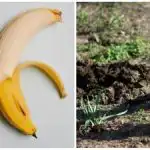 Vrtnarji množično zakopavajo banane v zemljo: razlog je bil nepričakovano