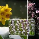 Vrtnarji obžalujejo: poimenovane rože, ki jih je bolje ne saditi na vrtu Vrtnarji obžalujejo: poimenovane rože, ki jih je bolje ne saditi