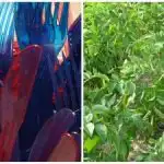 Vrtnarji puščajo plastične vilice na gredicah: kakšen je smisel tega pametnega trika Vrtnarji puščajo plastične vilice na gredicah: kakšen je smisel tega