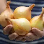 Vse o gojenju čebule na zelenjavnem vrtu: strokovnjaki so zbrali