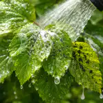 Z varčnim sredstvom bodo afide izginile v desetih minutah z-varcnim-sredstvom-bodo-afide-izginile-v-desetih-minutah.png