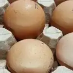 Zakaj jajc pred shranjevanjem ne smete umivati: znanstveni pristop h kulinarični varnosti zakaj-jajc-pred-shranjevanjem-ne-smete-umivati-znanstveni-pristop-h.jpg