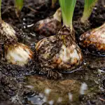 Zakaj je voda sovražnik čebulic zakaj-je-voda-sovraznik-cebulic.png