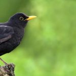 Zakaj lahko vaš vrt privablja kosa: kakšne koristi ima ta