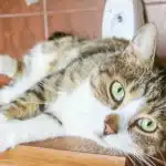 Zakaj mačke sredi noči "eksplodirajo": znanost o nenadnih pobegih in divjih skokih zakaj-macke-sredi-noci-eksplodirajo-znanost-o-nenadnih-pobegih-in.jpg